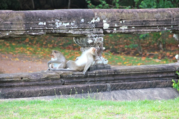 Monkeys At Angkor Wat