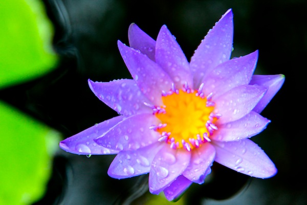 By Beach Water Lily