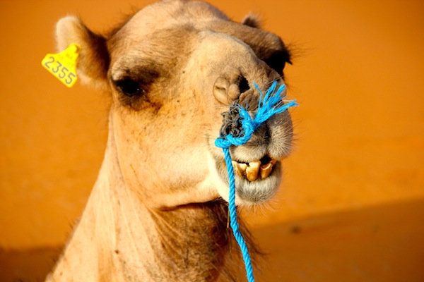 moroccan camel