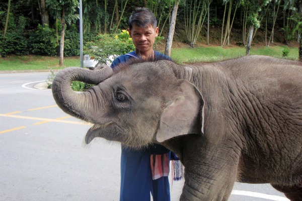 Baby Elephant Thailand