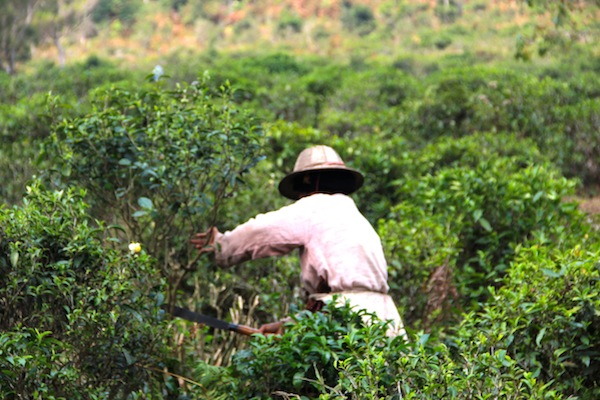 Growing Tea Ban Rak Thai