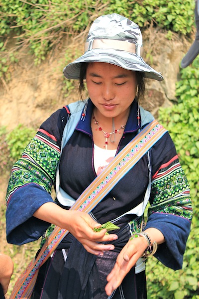 Our Local Hmong Guide